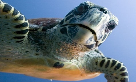 Oltaya takılan kaplumbağayı misinayı keserek denize bırakmayın
